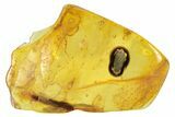 Detailed Fossil Beetle (Coleoptera) in Baltic Amber #234468-1